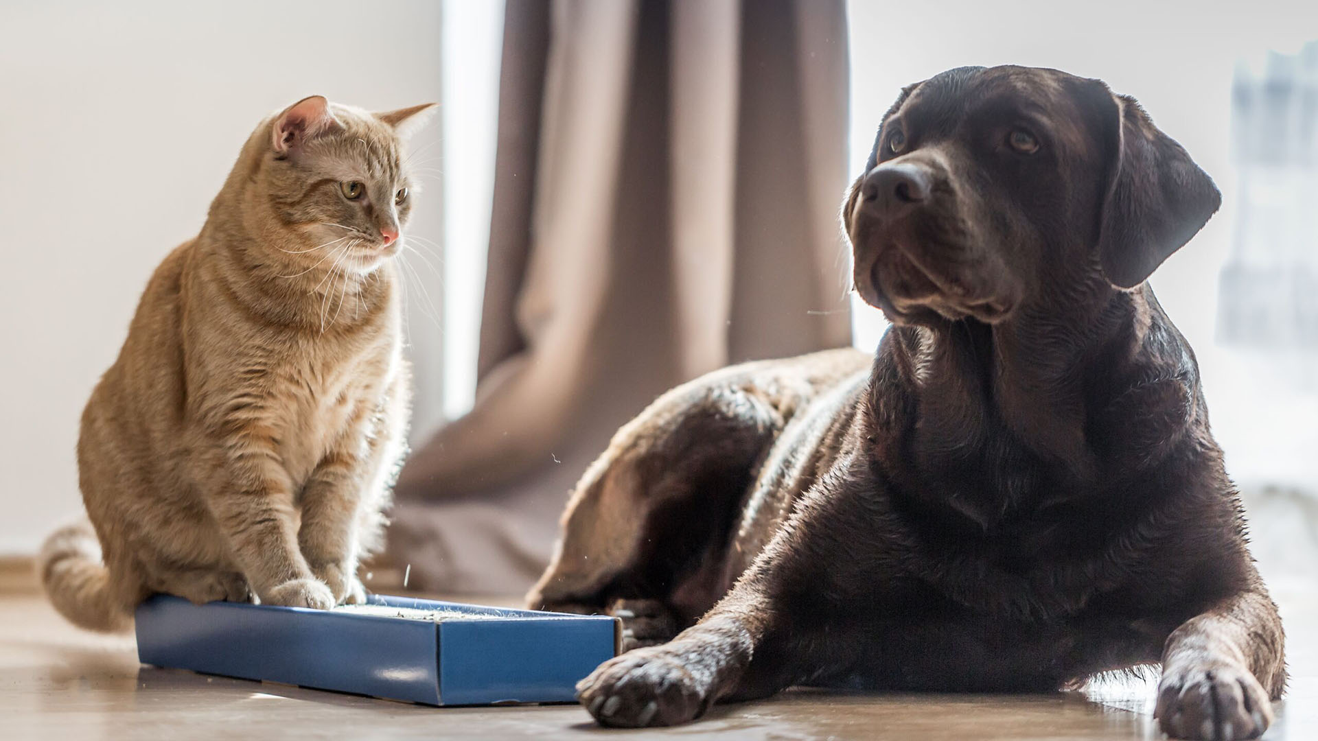 Axa luxembourg : assurance santé chien et chat, pet insurance, demande de remboursement