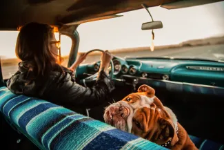 Bulldog anglais en voiture avec sa maitresse