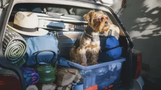 AXA Assurances Luxembourg : voyager avec son chien en voiture